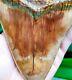 Megalodon Tooth 5.5'' X 4.4 Widest Upper Rose Blue Volcano Eruption No Repairs