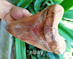 Megalodon Tooth 5.5'' x 4.4 Widest Upper Rose Blue Volcano Eruption No Repairs