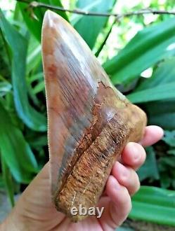 Megalodon Tooth 5.5'' x 4.4 Widest Upper Rose Blue Volcano Eruption No Repairs
