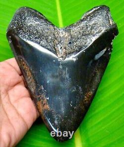 Megalodon Tooth 5.60 Shark Teeth Real Fossil Huge Meg Megladone
