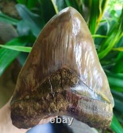 Megalodon Tooth 6.05'' x 5'' Giant Upper 0.4 kilo African Lion in Rage Colours