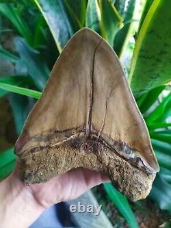 Megalodon Tooth 6.05'' x 5'' Giant Upper 0.4 kilo African Lion in Rage Colours