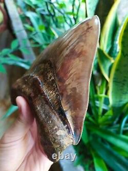 Megalodon Tooth 6.05'' x 5'' Giant Upper 0.4 kilo African Lion in Rage Colours