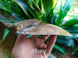 Megalodon Tooth 6.05'' x 5'' Giant Upper 0.4 kilo African Lion in Rage Colours