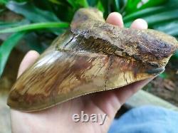 Megalodon Tooth 6.05'' x 5'' Giant Upper 0.4 kilo African Lion in Rage Colours