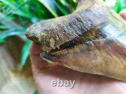 Megalodon Tooth 6.05'' x 5'' Giant Upper 0.4 kilo African Lion in Rage Colours