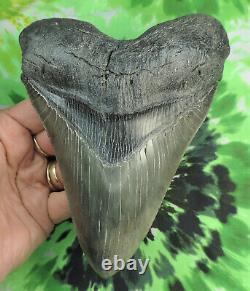 Megalodon Tooth 6 1/8 inch fossil sharks teeth tooth