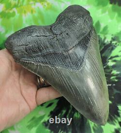 Megalodon Tooth 6 1/8 inch fossil sharks teeth tooth