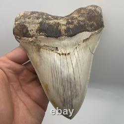 Megalodon Tooth 6 Inch Real Shark Tooth Fossil No Repair Top Quality Specimen