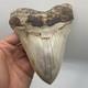 Megalodon Tooth 6 Inch Real Shark Tooth Fossil No Repair Top Quality Specimen