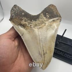 Megalodon Tooth 6 Inch Real Shark Tooth Fossil No Repair Top Quality Specimen