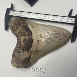 Megalodon Tooth 6 Inch Real Shark Tooth Fossil No Repair Top Quality Specimen