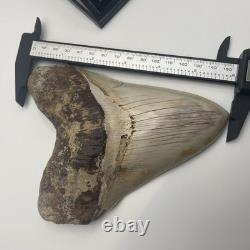 Megalodon Tooth 6 Inch Real Shark Tooth Fossil No Repair Top Quality Specimen