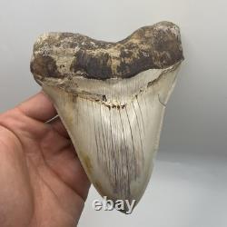Megalodon Tooth 6 Inch Real Shark Tooth Fossil No Repair Top Quality Specimen