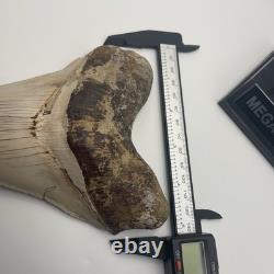 Megalodon Tooth 6 Inch Real Shark Tooth Fossil No Repair Top Quality Specimen