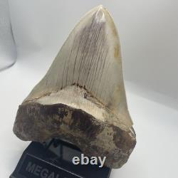 Megalodon Tooth 6 Inch Real Shark Tooth Fossil No Repair Top Quality Specimen