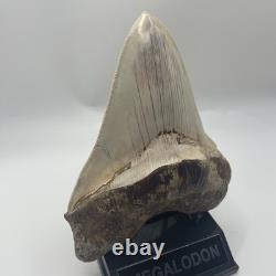 Megalodon Tooth 6 Inch Real Shark Tooth Fossil No Repair Top Quality Specimen