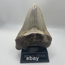 Megalodon Tooth 6 Inch Real Shark Tooth Fossil No Repair Top Quality Specimen
