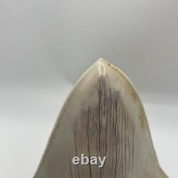 Megalodon Tooth 6 Inch Real Shark Tooth Fossil No Repair Top Quality Specimen