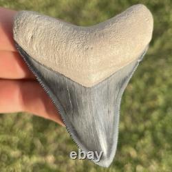 Megalodon Tooth Bone Valley Florida 2.75