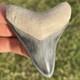 Megalodon Tooth Bone Valley Florida 2.75