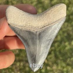 Megalodon Tooth Bone Valley Florida 2.75