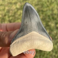 Megalodon Tooth Bone Valley Florida 2.75