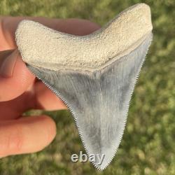 Megalodon Tooth Bone Valley Florida 2.75