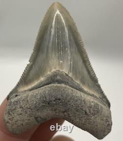Megalodon Tooth Bone Valley Florida Shark Tooth Fossil 2.25