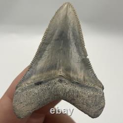 Megalodon Tooth Bone Valley Florida Shark Tooth Fossil 2.25