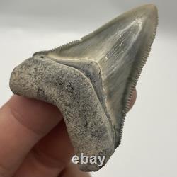 Megalodon Tooth Bone Valley Florida Shark Tooth Fossil 2.25
