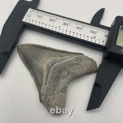 Megalodon Tooth Bone Valley Florida Shark Tooth Fossil 2.25
