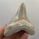Megalodon Tooth Chubutensis Shark Tooth Lee Creek Real Sharktooth Fossil 3.3