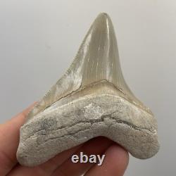 Megalodon Tooth Chubutensis Shark Tooth Lee Creek Real Sharktooth Fossil 3.3