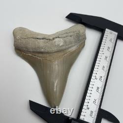 Megalodon Tooth Chubutensis Shark Tooth Lee Creek Real Sharktooth Fossil 3.3