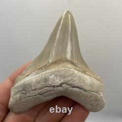 Megalodon Tooth Chubutensis Shark Tooth Lee Creek Real Sharktooth Fossil 3.3
