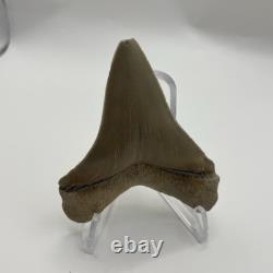 Megalodon Tooth Chubutensis Shark Tooth Lee Creek Real Sharktooth Fossil 3.3