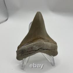 Megalodon Tooth Chubutensis Shark Tooth Lee Creek Real Sharktooth Fossil 3.3