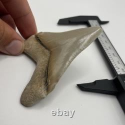 Megalodon Tooth Chubutensis Shark Tooth Lee Creek Real Sharktooth Fossil 3.3