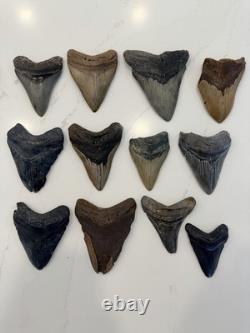 Megalodon Tooth Collection