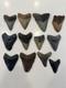 Megalodon Tooth Collection
