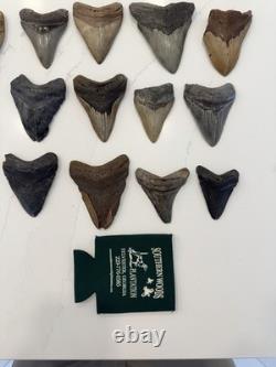 Megalodon Tooth Collection