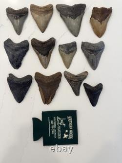 Megalodon Tooth Collection