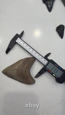 Megalodon Tooth Collection