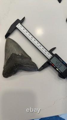 Megalodon Tooth Collection