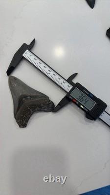 Megalodon Tooth Collection