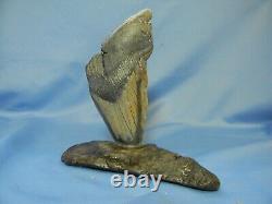 Megalodon Tooth Embedded In Whale Bone No Restoration