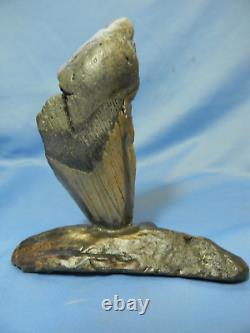 Megalodon Tooth Embedded In Whale Bone No Restoration