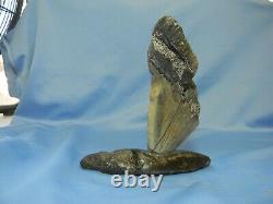 Megalodon Tooth Embedded In Whale Bone No Restoration