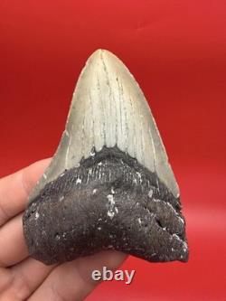 Megalodon Tooth For Sale 100% Authentic Real Shark Tooth Fossil Over 4 Inches